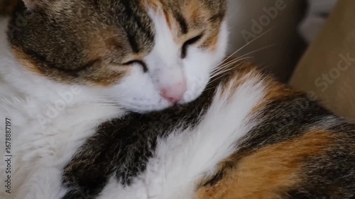 The cat licks its fur and sunbathes