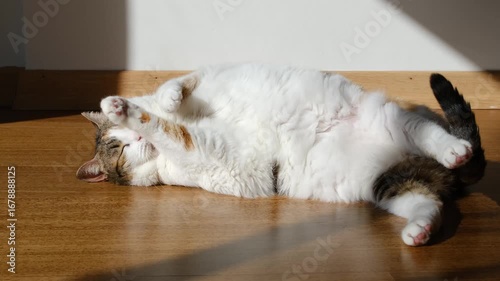 The cat licks its fur and sunbathes