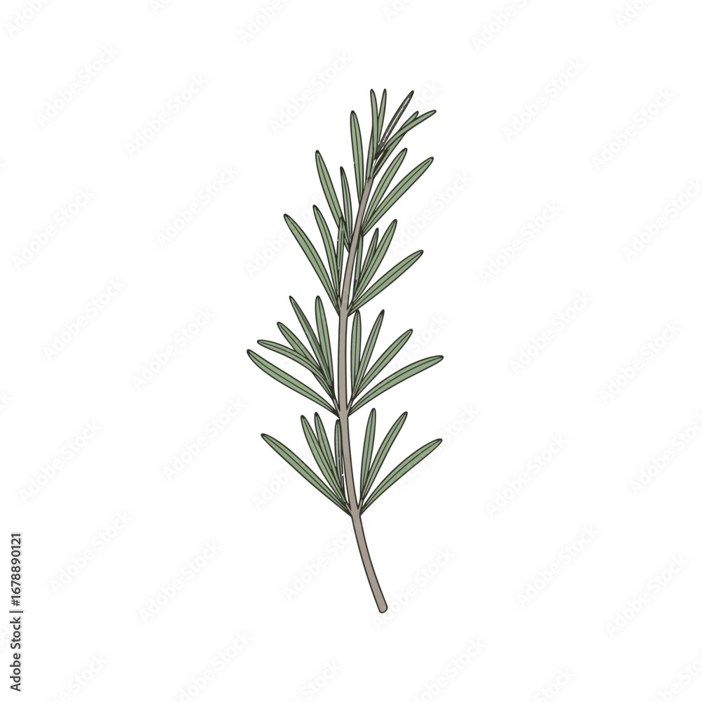A single sprig of green rosemary herb on a white background.