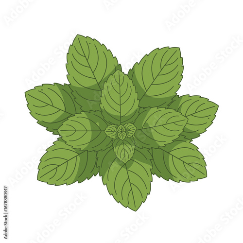 Green mint leaves arranged in a circular pattern.