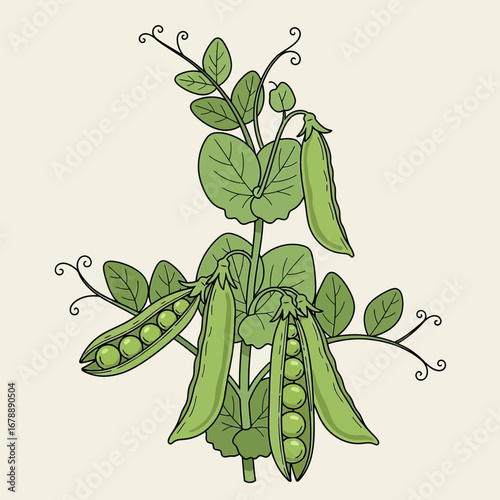 Green pea plant with pods and leaves on a light background.