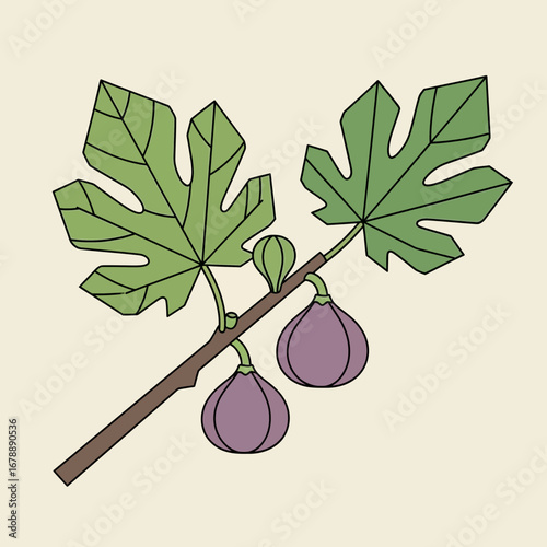 Branch with leaves and two purple figs on a light background.