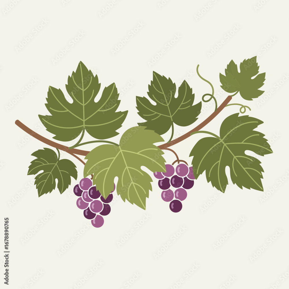 Fototapeta premium Grapevine branch with green leaves and purple grapes.