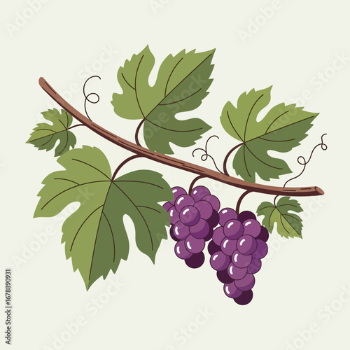 Grapes on a vine with green leaves against a light background.