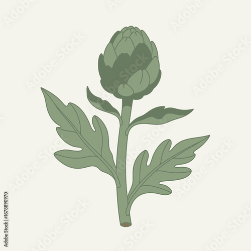 Green artichoke plant with leaves on a light background.