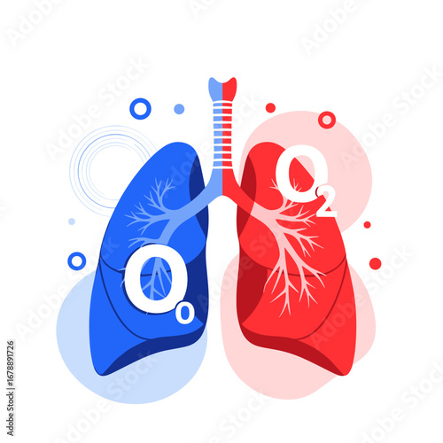 Understanding the complex function of the human respiratory system and gas exchange in the lungs