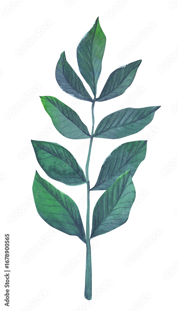 Naklejka premium Watercolor branch with leaves. Branch with greenery in blue-green color. Autumn atmosphere.