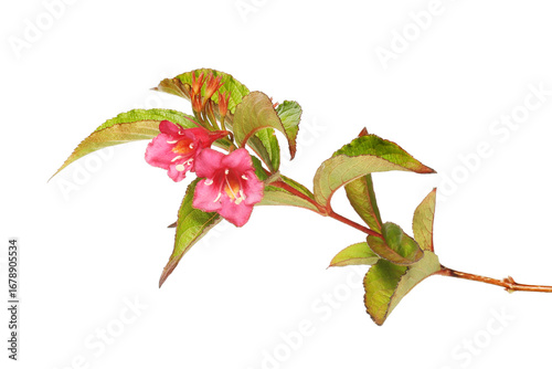 Weigela flowers and foliage