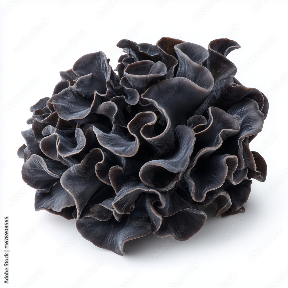 Fototapeta premium black fungus mushrooms on white background