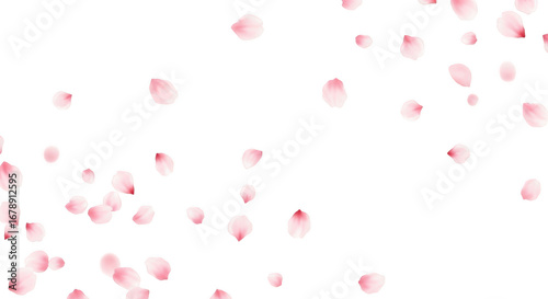 Falling pink cherry blossom petals isolated on transparent background