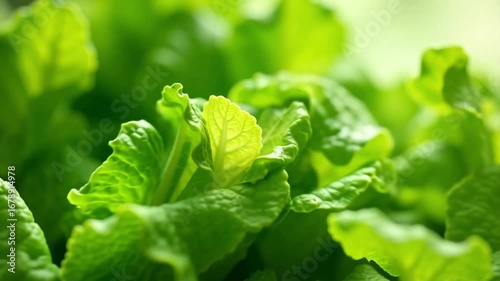 AI generative Fresh vibrant green romaine lettuce growing dynamically in organic garden closeup
