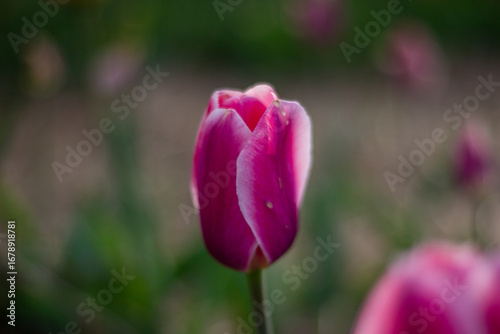 Blooming Tulip Stands Tall in Vibrant Garden During Early Spring