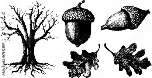 Grunge black and white tree and acorn set for nature design and posters