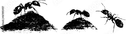 Black and white ant stencil collection for craft and design projects