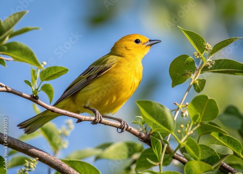 yollow bird