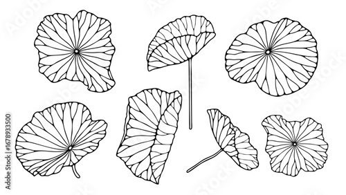 Outline or sketch of water lily or lotus leaves isolated on white background.
