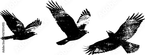 Hawk silhouette collection in black and white for design projects