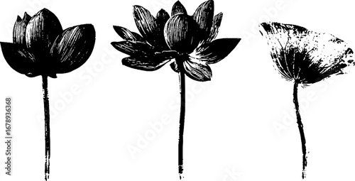 Grunge black and white lotus stencil collection for tribal design and decoration