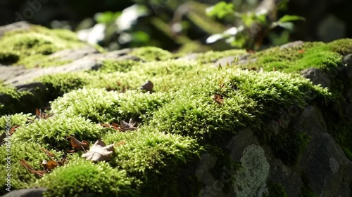 Close-up of vibrant green moss growing on rocks in a forest, illuminated by soft sunlight. Natural texture and lush vegetation.