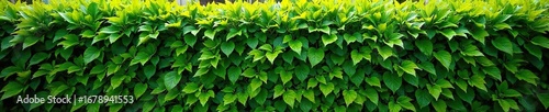 Wallpaper Mural Lush green hedge freshly planted, thriving in the vibrant sunlight Provides privacy and enhances curb appeal Ideal for landscaping and garden design , privacy, spring Torontodigital.ca