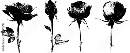 Black and white rose stencil set for floral art and design projects