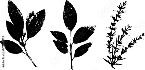 Black and white stencil illustration set of sage leaves - design for nature-inspired projects