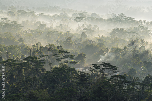 Aerial view of a dense forest canopy shrouded in morning mist, sunlight filtering through the trees creating a ethereal scene, Mancingan Rice Terrace, Bali, Indonesia.