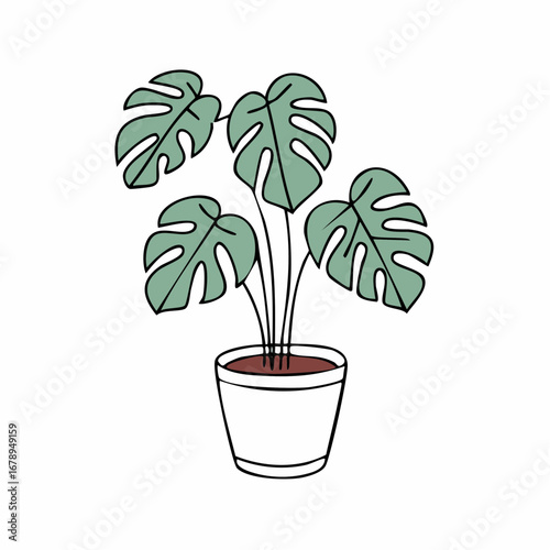 Potted monstera deliciosa in a ceramic container at daytime