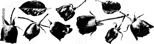 Black and white wilted rose stencil collection for artistic design