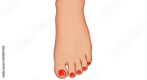 Close up view of a womans well manicured foot.