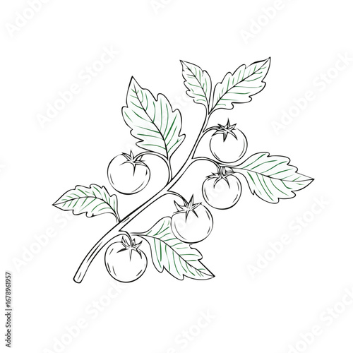 branch of a tree with tomatoes