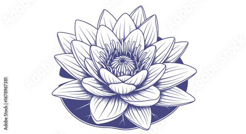 Hand drawn blue ink illustration of a water lily flower.