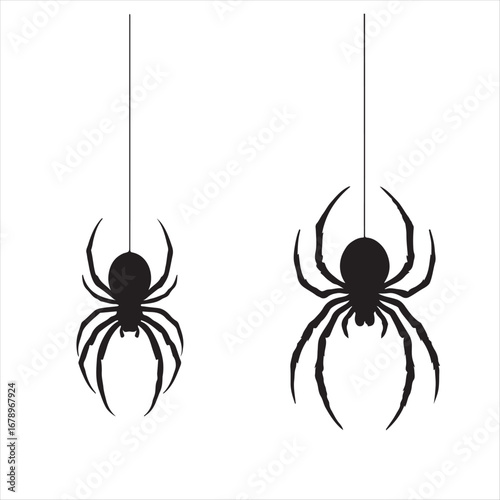 spider on a white background