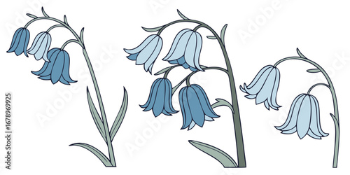 Bluebell Vector Set Woodland Wildflower Decorative Nodding Bloom Artwork