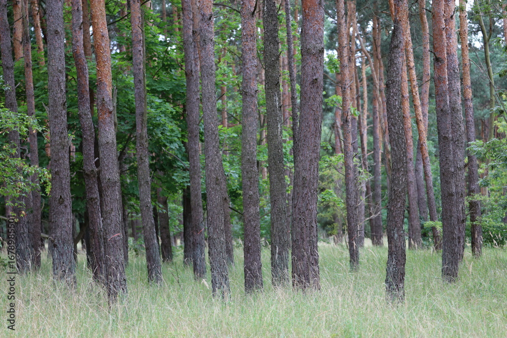 Fototapeta premium Mature pine forest with grassy ground