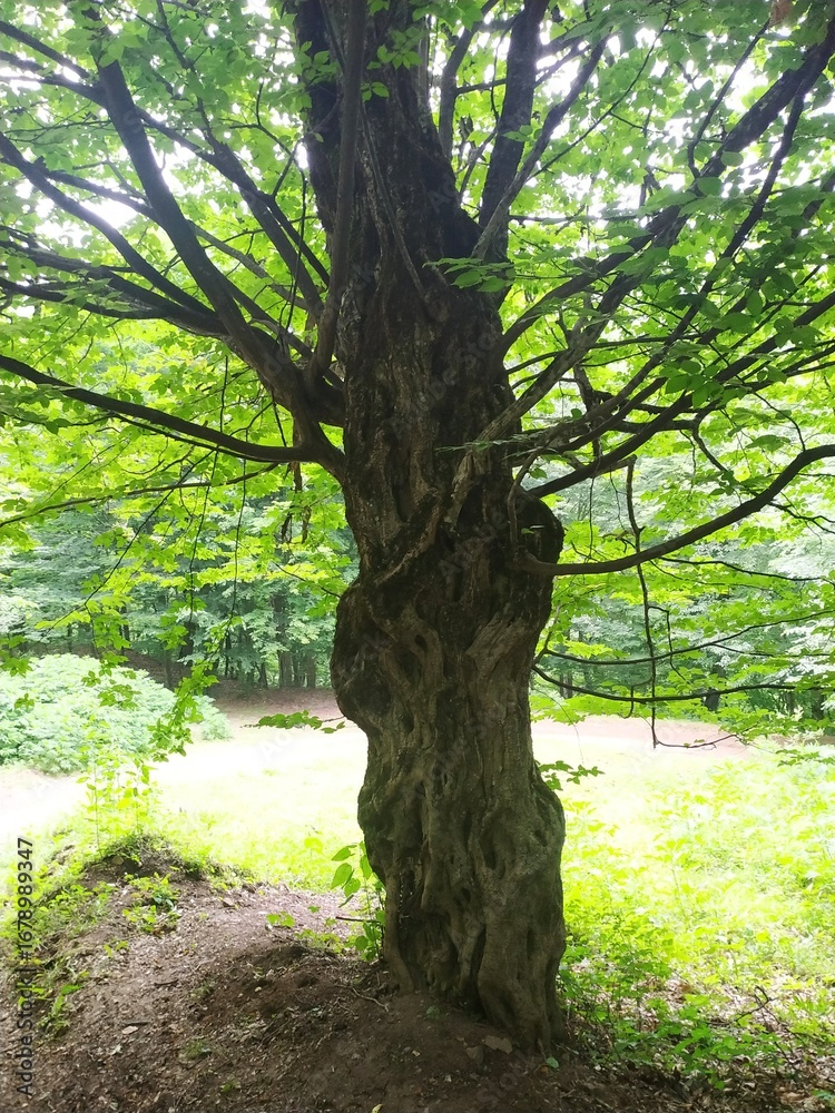 Fototapeta premium tree in the woods
