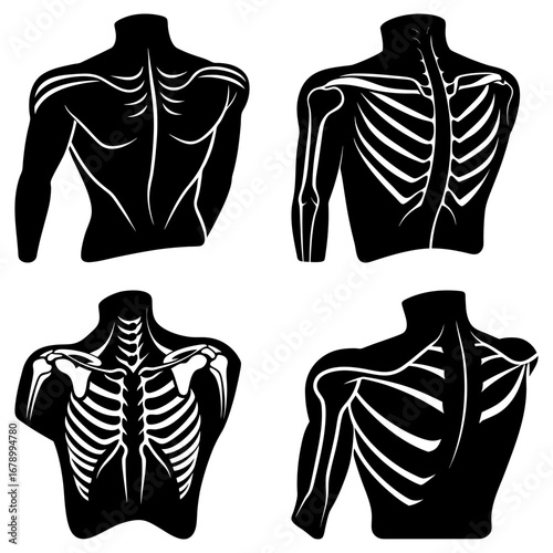 Anatomical illustrations showing the back and shoulder bones in black and white skeletal representations