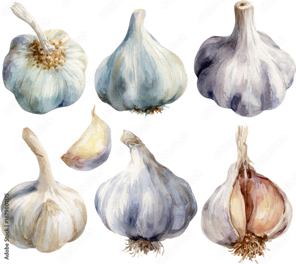Obraz premium Watercolor Garlic Ensemble on Black, Clipping Path Illustration