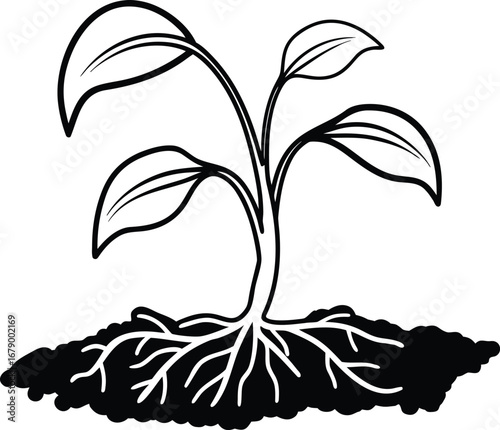 Seedling growing from soil with visible roots plant growth