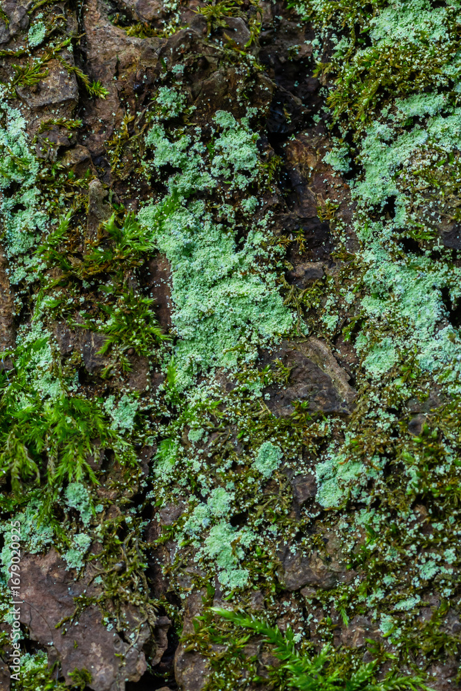 Fototapeta premium Tree bark lichen is a symbiosis of an algae or cyanobacteria living among filaments of multiple fungi species. Fungal mold spot live on rotten wood in the forest. Concept for biology and biodiversity
