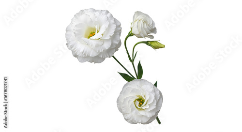 Isolated White Lisianthus Flowers