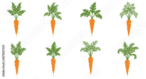 A collection of eight orange carrots with green leafy tops on white background