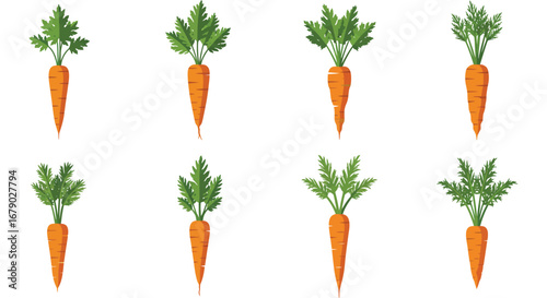 Fresh orange carrots with green leaves on white background