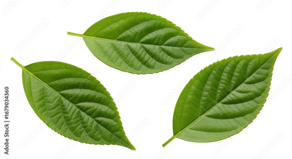 Fototapeta premium Isolated Green Leaves