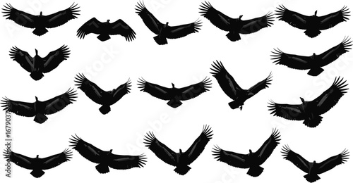 Vulture silhouette vector set in various flight poses with open wings for bird design, raptor artwork, nature illustration, and wildlife graphics