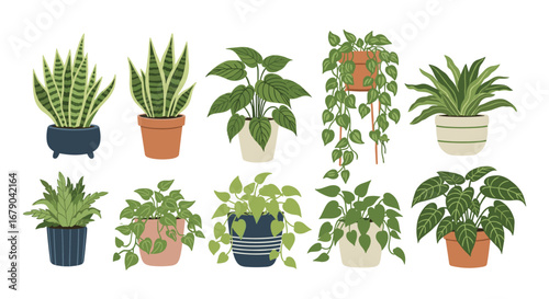 A colorful assortment of lush green houseplants in decorative pots