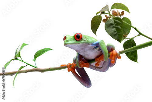 Red-eyed tree frog closeup on branch, red-eyed tree frog (Agalychnis callidryas) closeup on isolated background