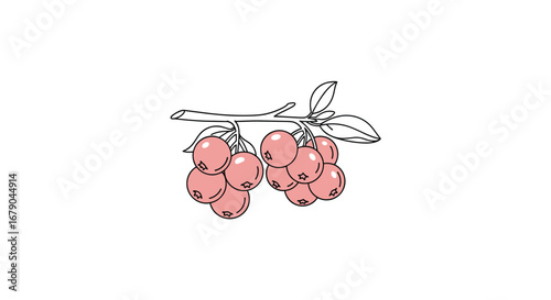 Illustration of red berries growing on a branch with leaves and stem