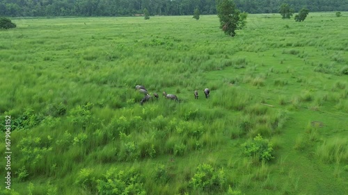 Drone Footage of Buffalo Grazing in Green Fields  Peaceful Terai Landscape of Nepal