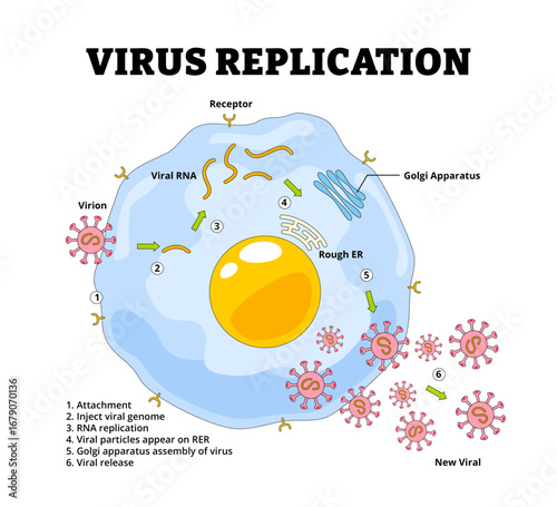 Virus Replication Cycle Diagram with Labeled Stages. From Entry to Release. Biology Healthcare educational poster. Labeled Virion, Receptor, Viral RNA Replication, Golgi Apparatus, Inject Viral Genome